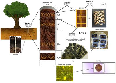 Fine Root Size and Morphology of Associated Hyphae Reflect the Phosphorus Nutrition Strategies of European Beech Forests